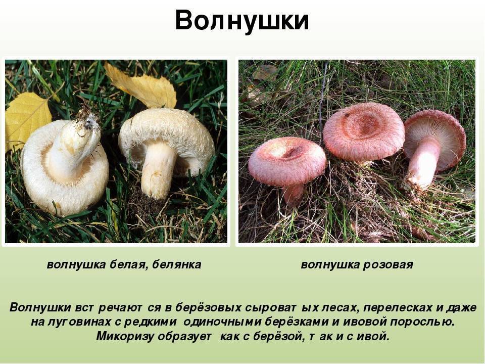 Волнушка розовая (описание): съедобный гриб 2 категории