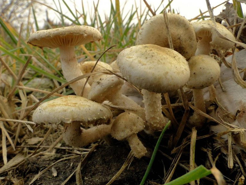 Чешуйчатка золотистая: фото и описание, полезные свойства гриба