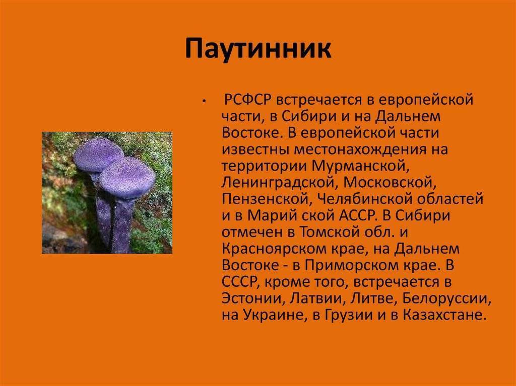 Паутинник фиолетовый – редкий гриб: описание, где растет