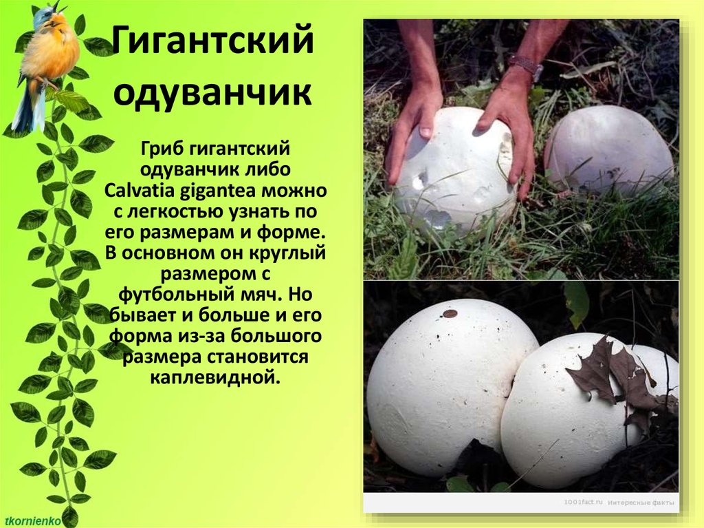 Головач продолговатый (lycoperdon excipuliforme): фото и описание гриба