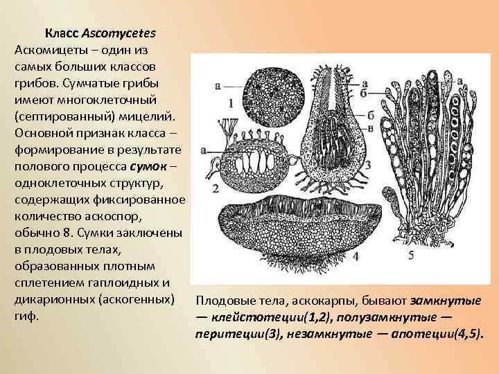 Сумчатые грибы (ascomycetes)