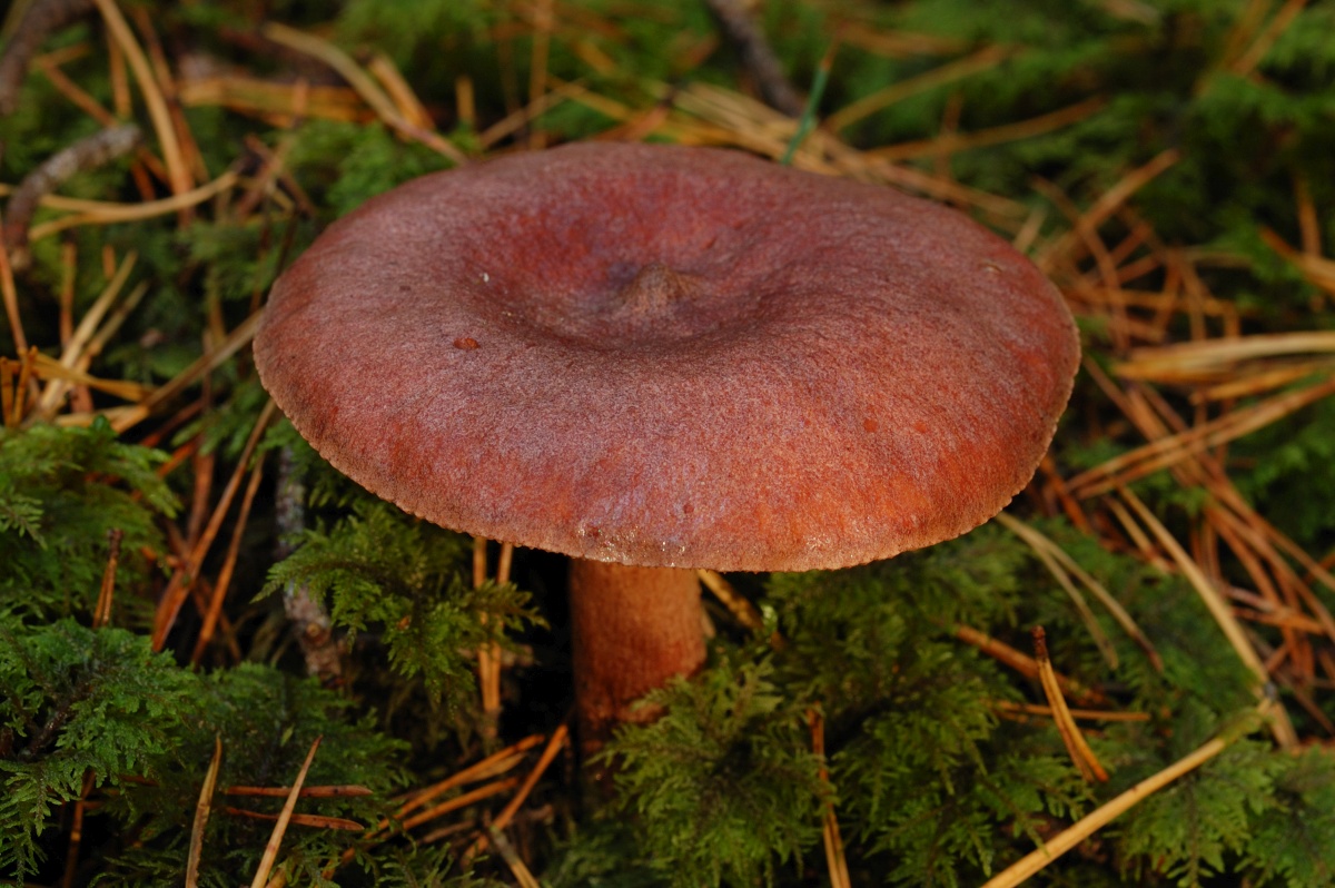 Горькушка - фото и описание гриба, где растет