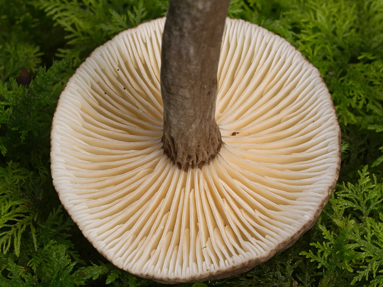 Млечник неедкий и его грибное семейство много фото - грибы собираем
