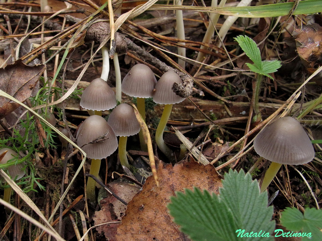 Молочная, розовая, синеногая и голубая мицена: грибы неземной красоты из семейства рядовок + видео