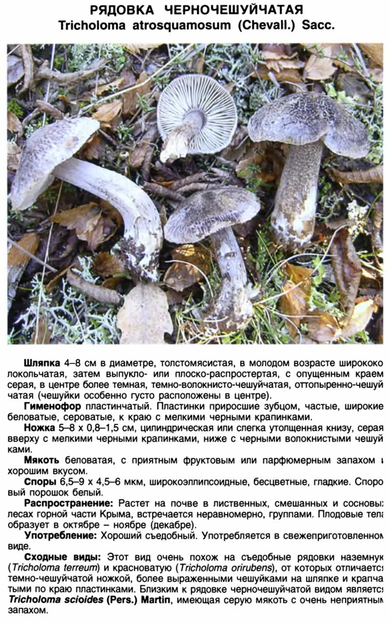Рядовка чешуйчатая (tricholoma imbricatum) – грибы сибири