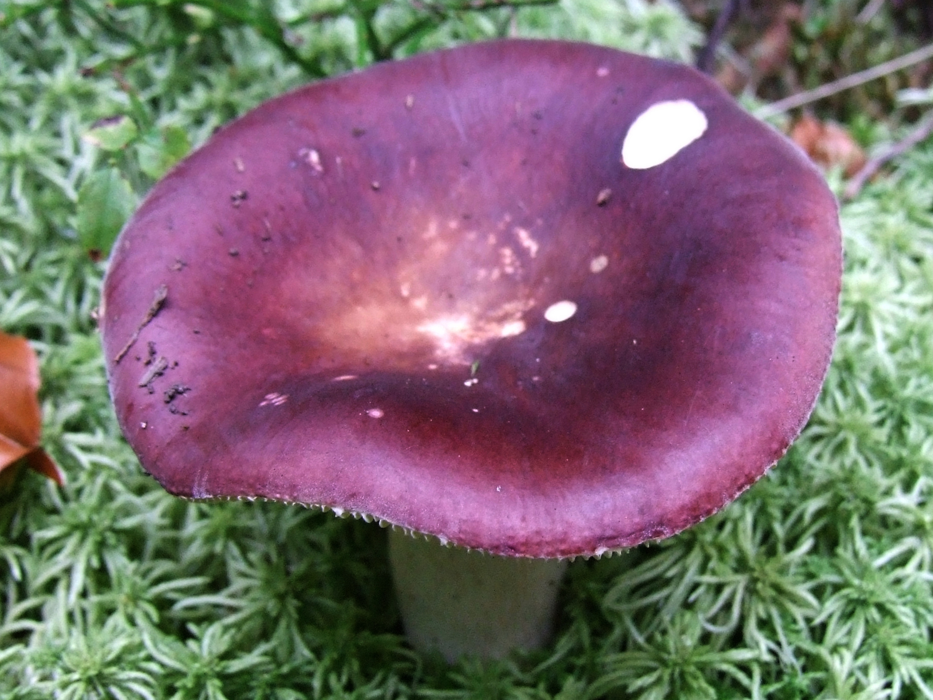 Фиолетовый гриб с толстой ножкой: фото и название, описание