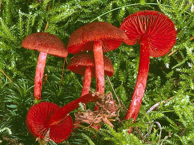 Паутинник кроваво-красный (cortinarius sanguineus): как выглядит, где и как растет, съедобный или нет