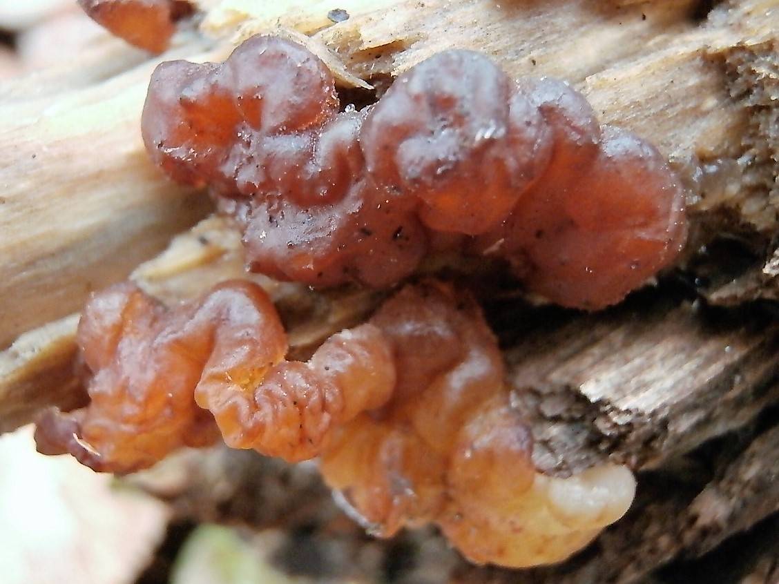 Эксидия железистая (exidia glandulosa): как выглядят грибы, где и как растут, съедобны или нет