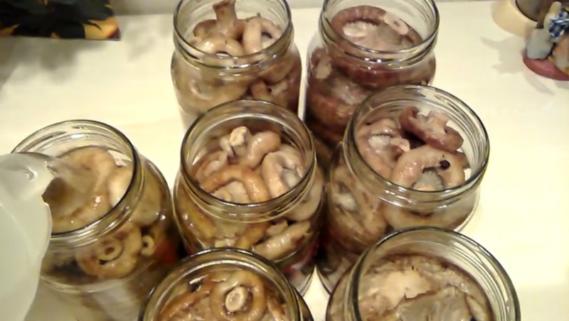 Как мариновать белые грибы в банках на зиму? 6 простых рецептов приготовления в домашних условиях