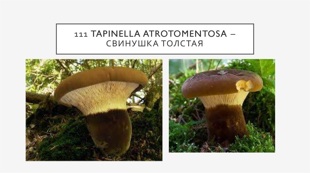 Свинушка - 73 фото гриба с опасным ядом замедленного действия