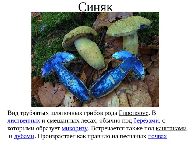 Гриб синяк (гиропорус синеющий): описание, где растет
