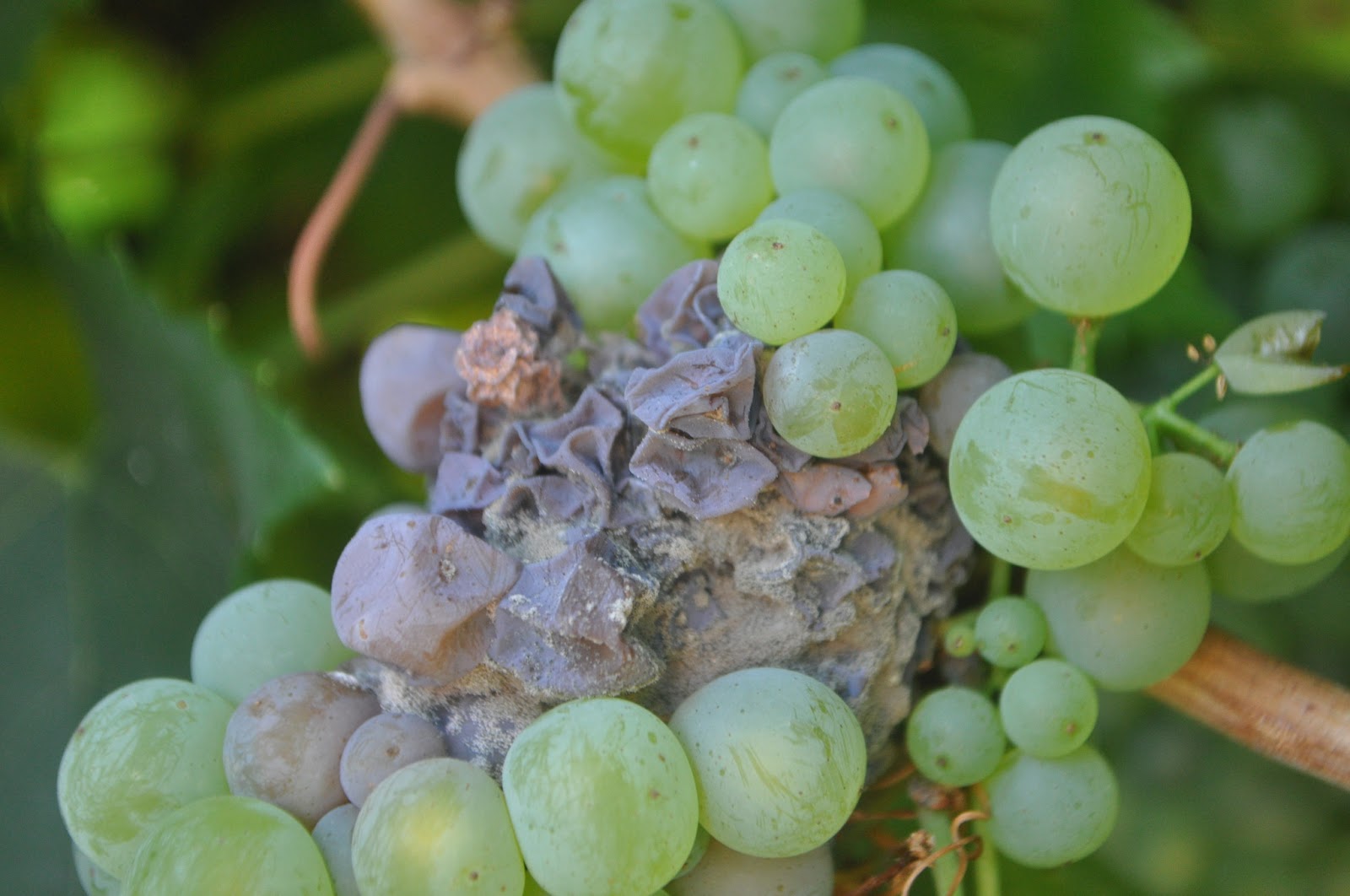 Серая гниль. Ботритис на винограде. Botrytis cinerea на винограде. Ботритис (серая гниль). Серая гниль (ботритиоз) винограда.