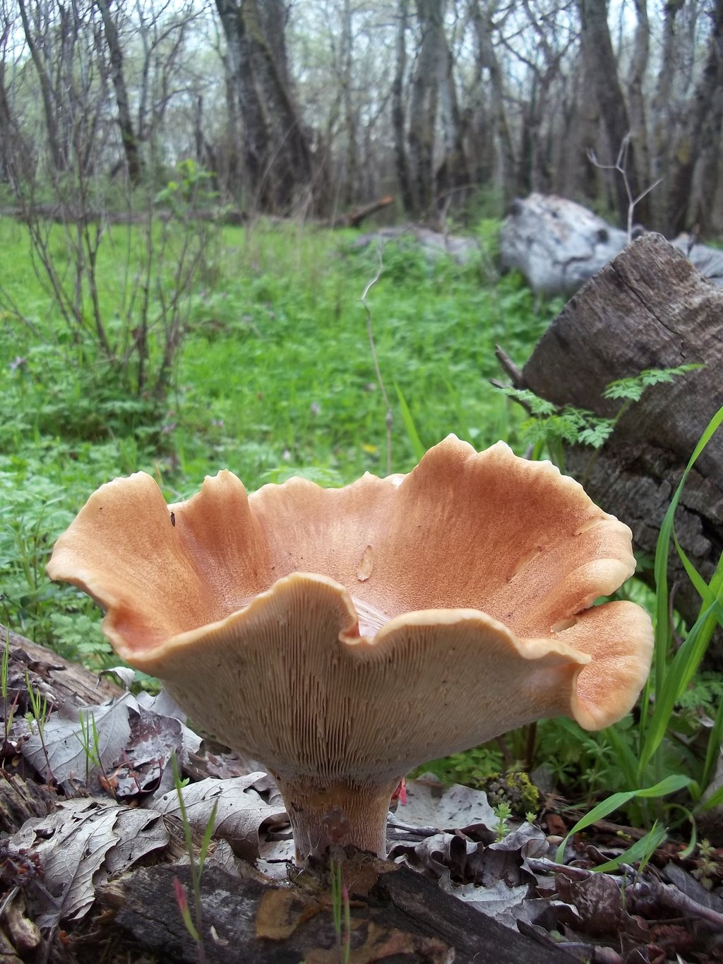Пилолистник бокаловидный – гриб с приятным грибным ароматом — викигриб