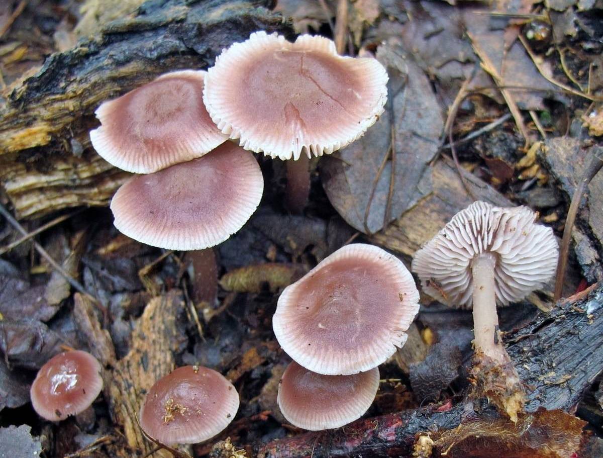 Мицена чистая – редкий галлюциногенный гриб — викигриб