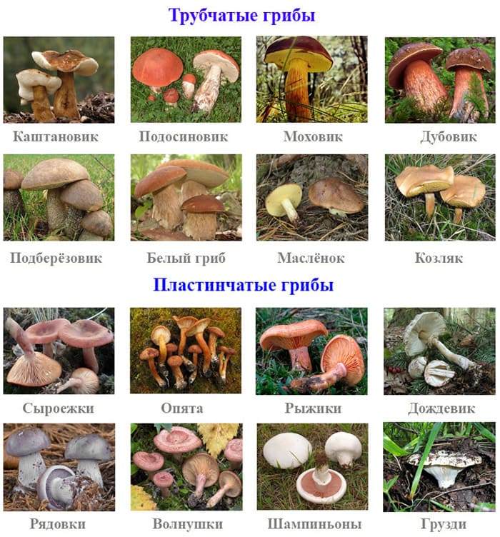 Мицелий | справочник пестициды.ru