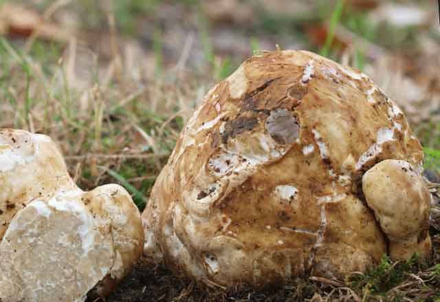 Трюфель гриб – описание, виды, где и как растет, поиск, фото
