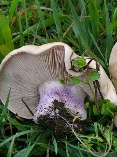 Как вырастить гриб синеножку на своем участке и что из него можно приготовить?