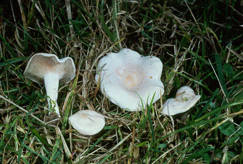 Говорушка беловатая — описание, где растет, ядовитость гриба