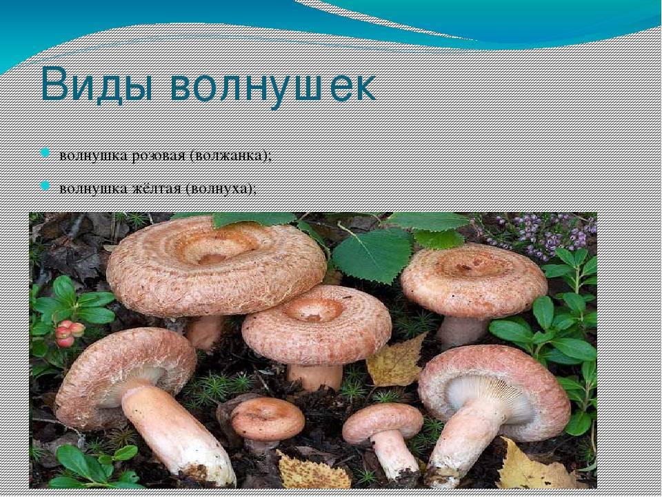Розовые и белые волнушки: внешний вид и способы приготовления грибов