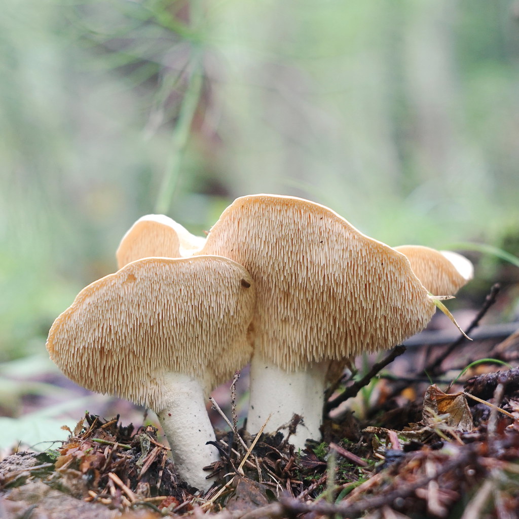 Ежовик еловый гриб фото и описание