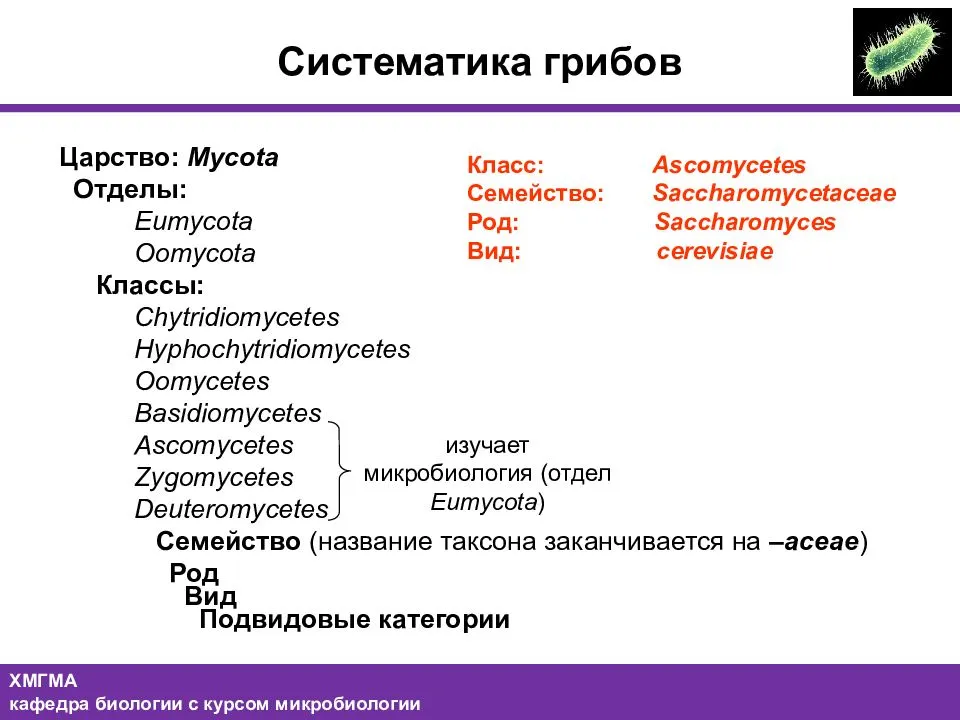 Базидиомицеты | справочник пестициды.ru