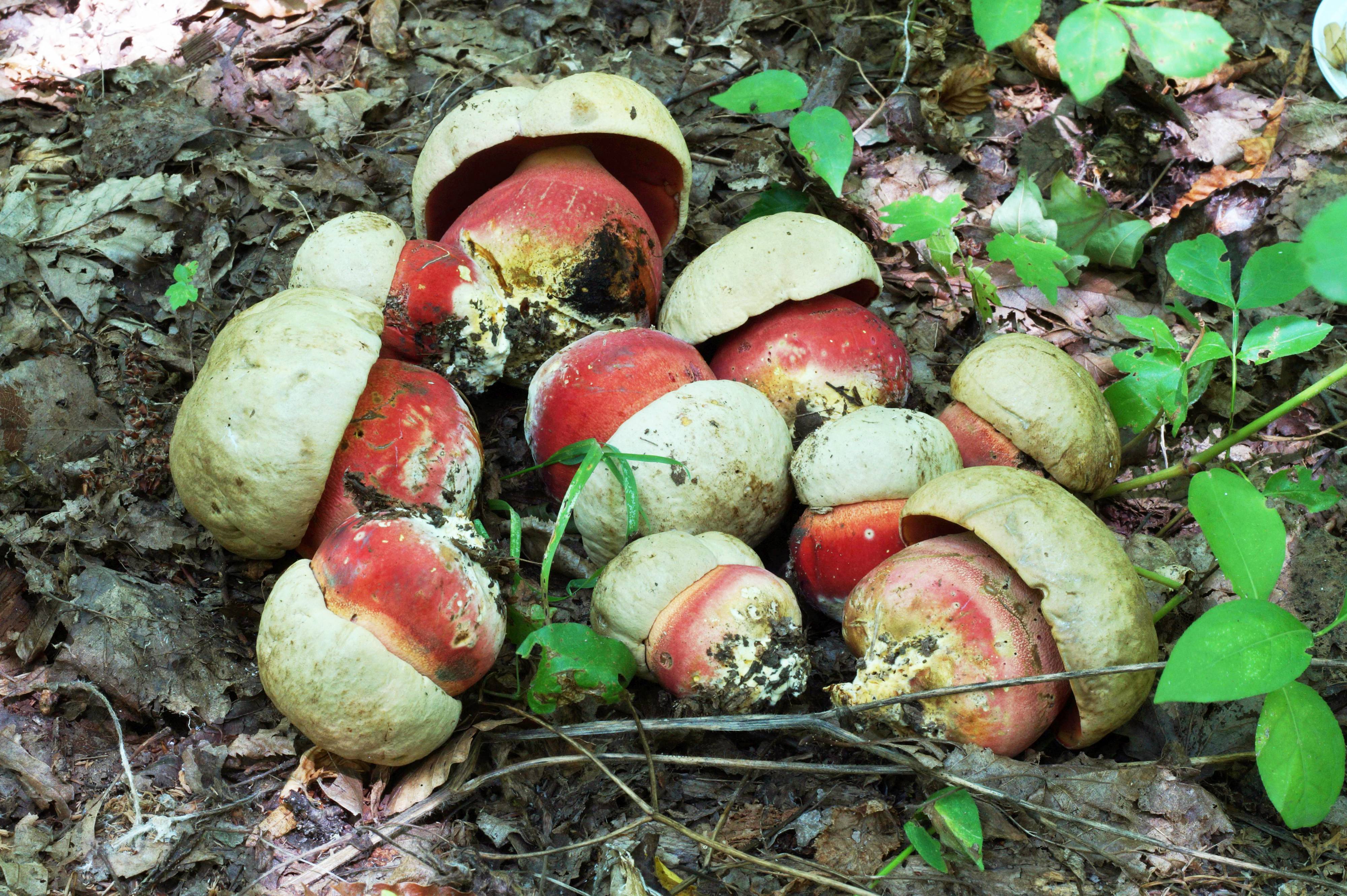 Какие грибы занесены в красную книгу россии? список, характеристика и фото