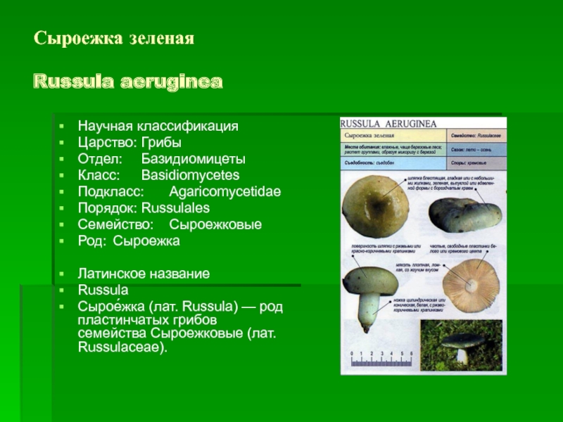 Род: Paragymnopus (Парагимнопус)