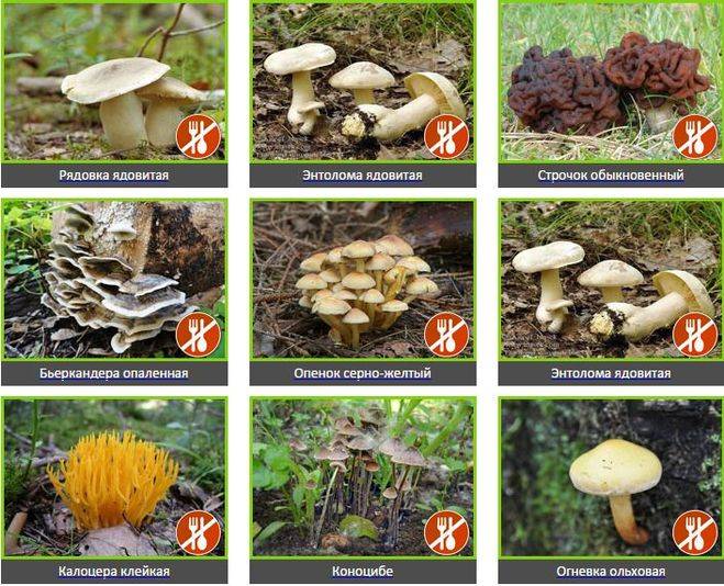 Грибы в тамбовской области и тамбове в 2023г: фото, описания и названия съедобных и ядовитых видов на карте грибных мест