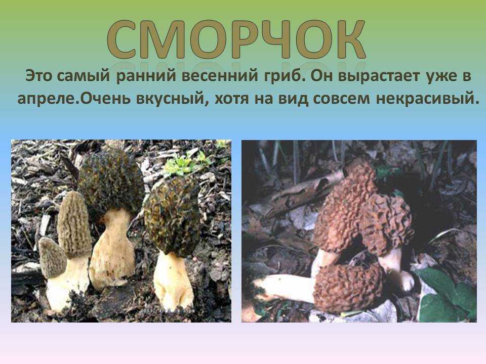 Любителю «тихой охоты» - 12 советов, как искать грибы сморчки