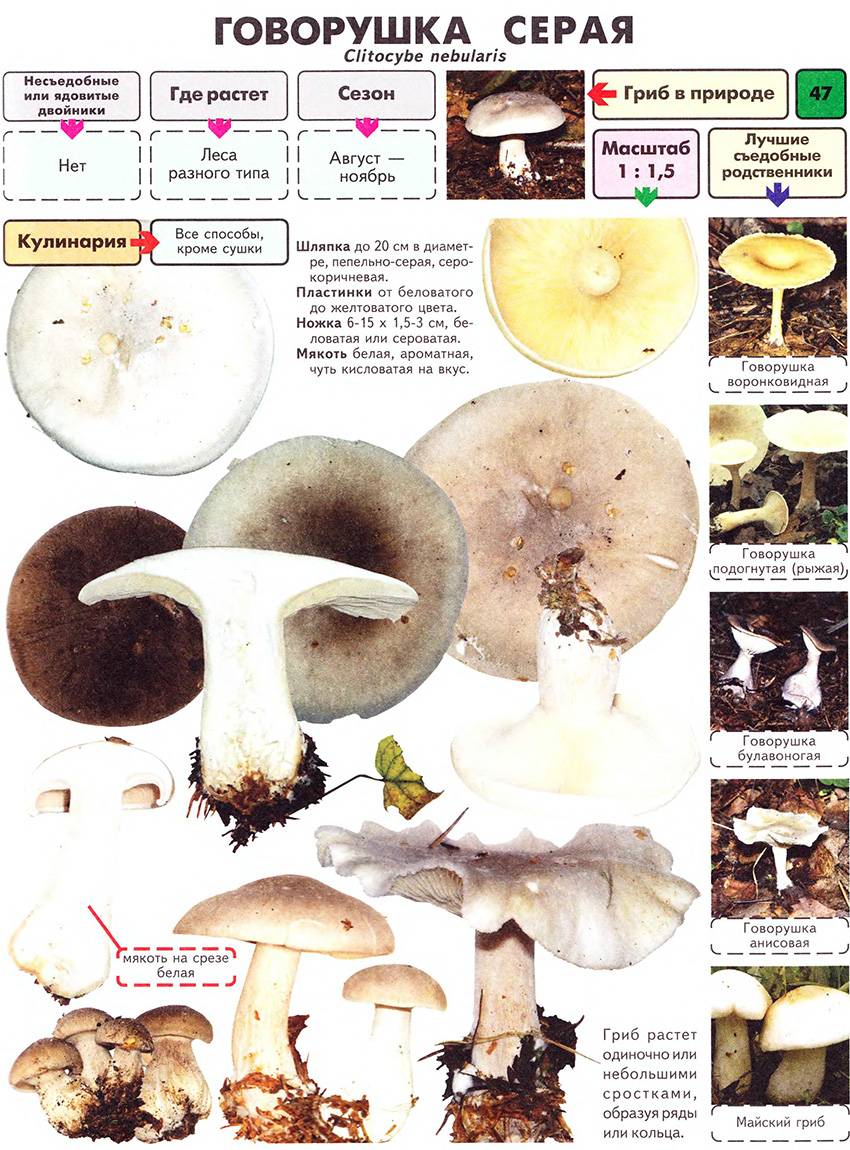 Гуляш из шампиньонов: рецепты грибных блюд
