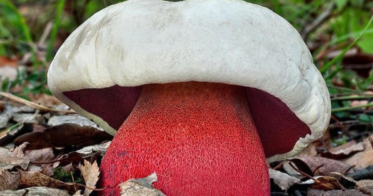 Сатанинский гриб — статный красавец с жутким именем + видео