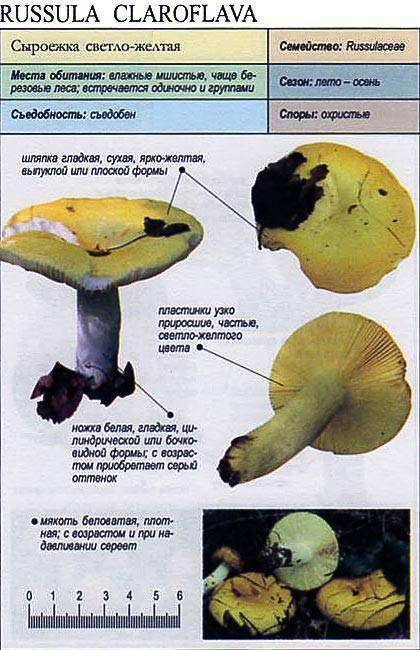 Съедобные грибы – названия, фото и описания