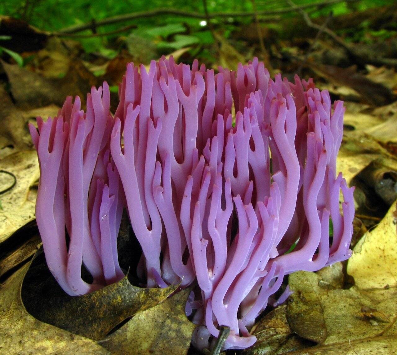 Коралловый гриб: описание, полезные свойства