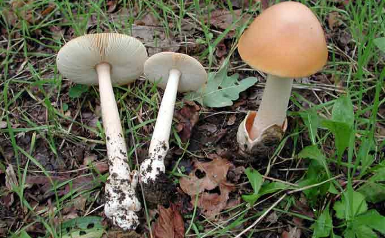 Грибы поплавоки (толкачики): описание и фото. поплавок серый (amanita vaginata) грибы поплавки