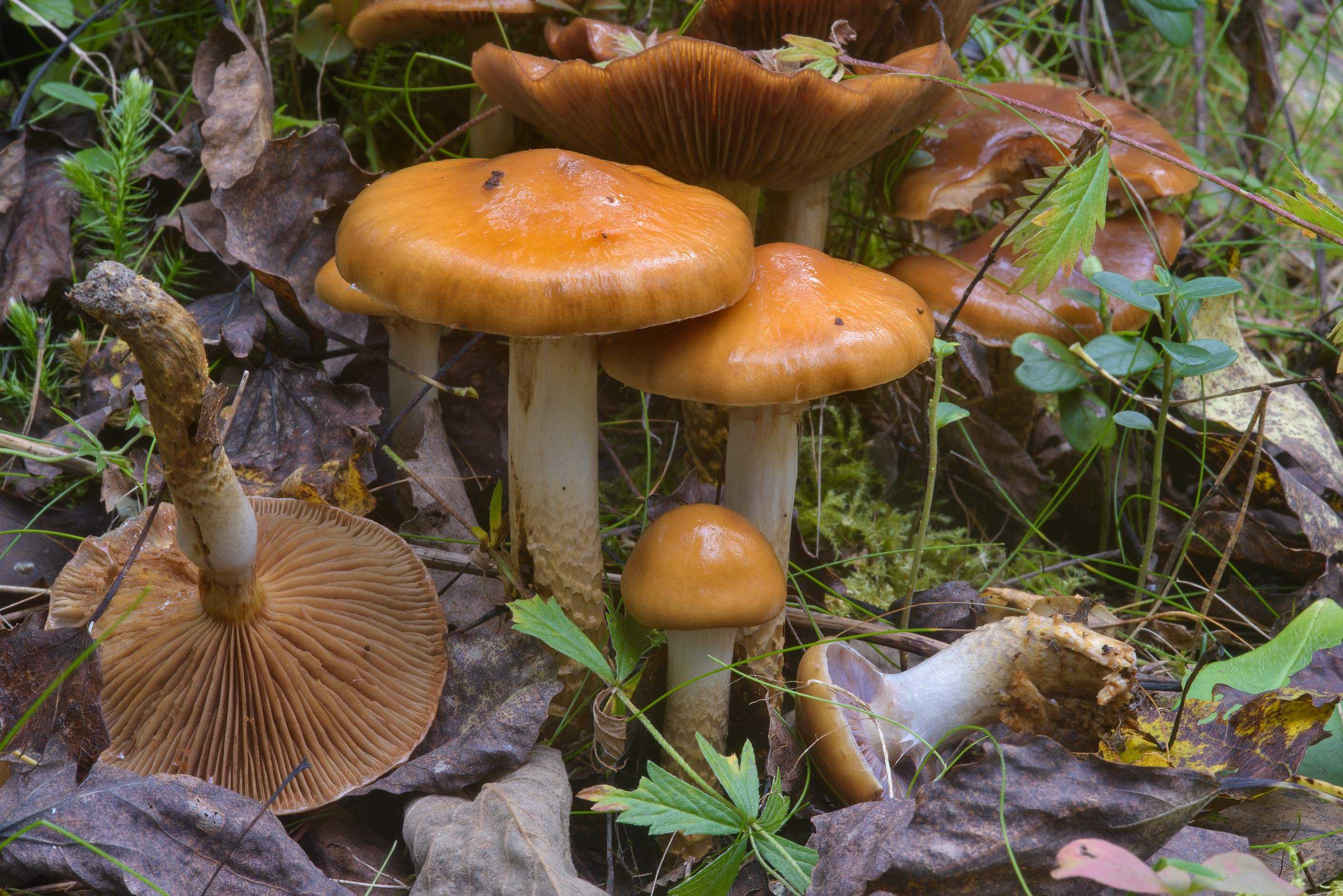 Паутинник полуволосистый (cortinarius hemitrichus) – грибы сибири