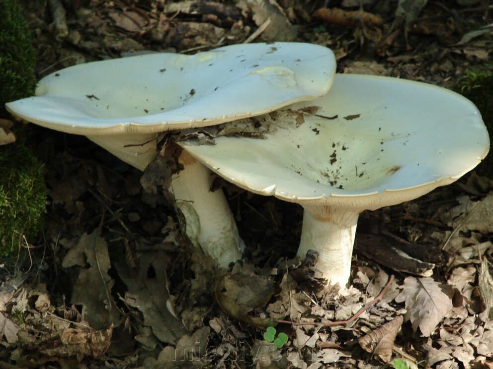Белосвинуха горечавковая: фото и описание гриба — викигриб