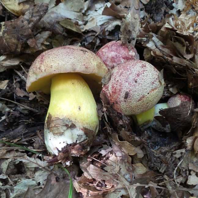 Боровик прекрасный — фото и описание ядовитого гриба, внешний вид, двойники