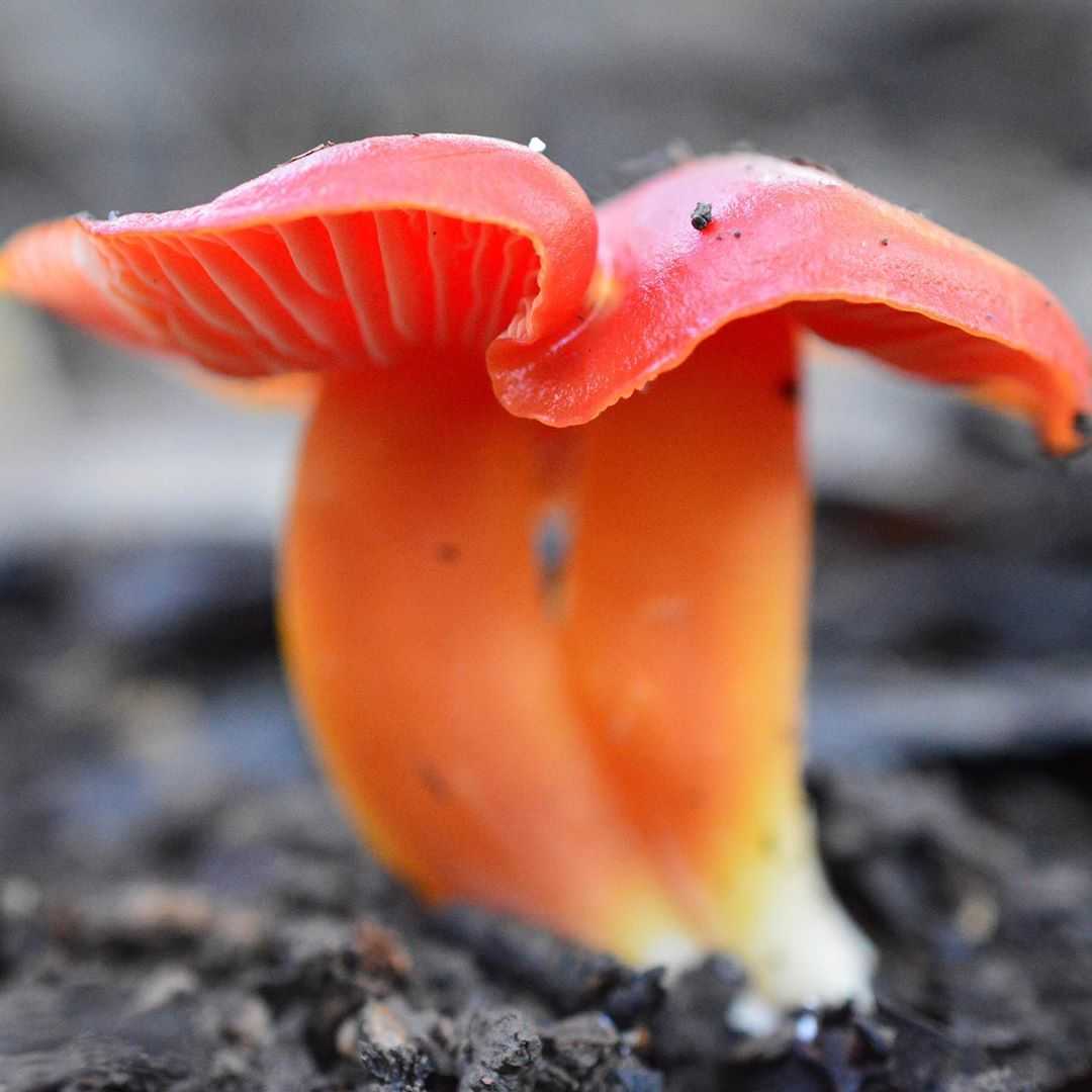 Виды грибов с красной шляпкой: названия, описание и фото