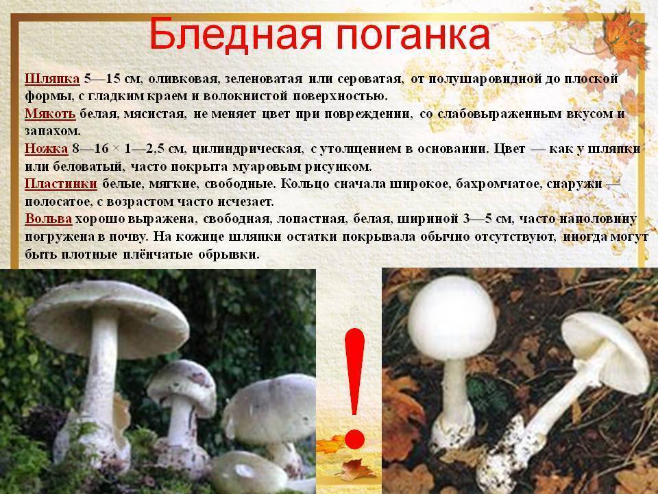 Шампиньон полевой (agaricus arvensis): фото, описание, как выглядят и как готовить гриб