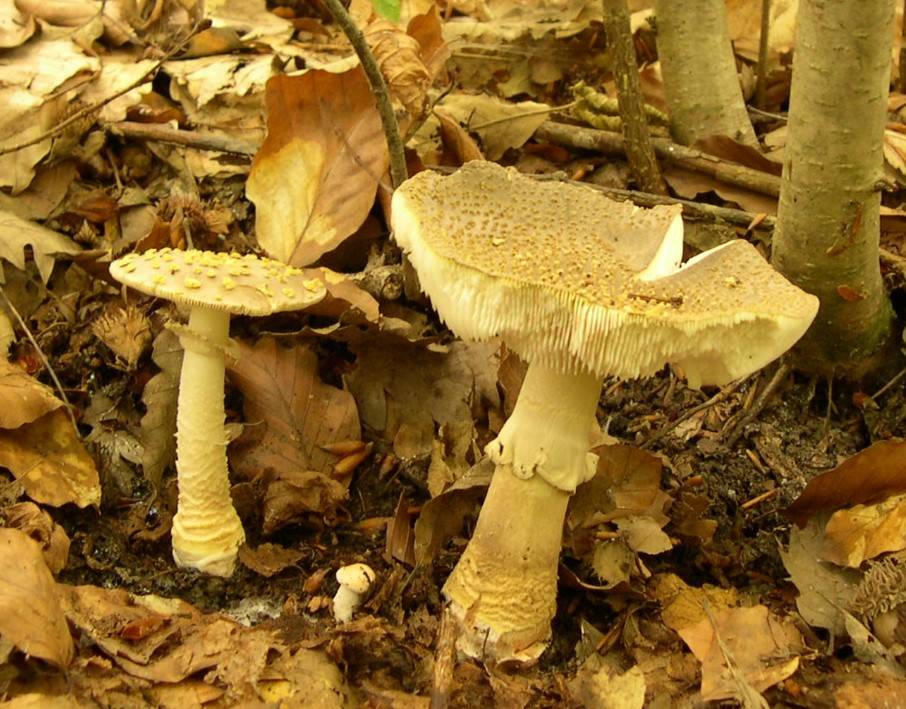 Мухомор серый или порфировый (amanita porphyria): фото и описание ядовитого гриба