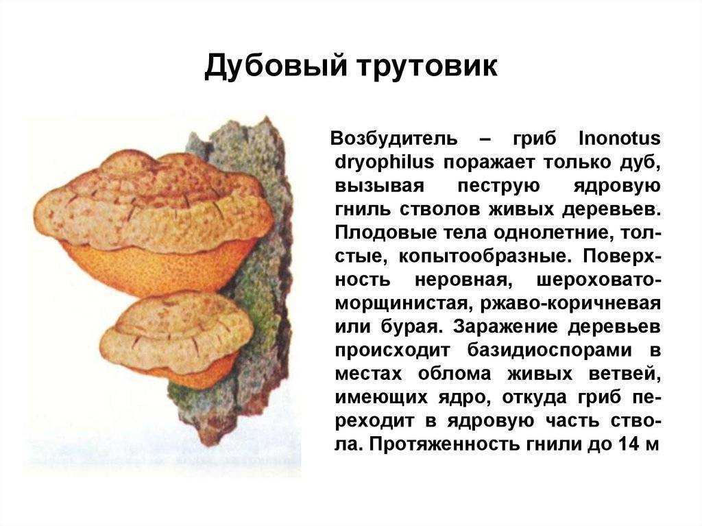 ᐉ как называется гриб на дубе - godacha.ru