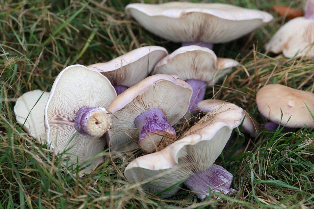 Гриб синеножка – закаленная луговая красавица - грибы собираем