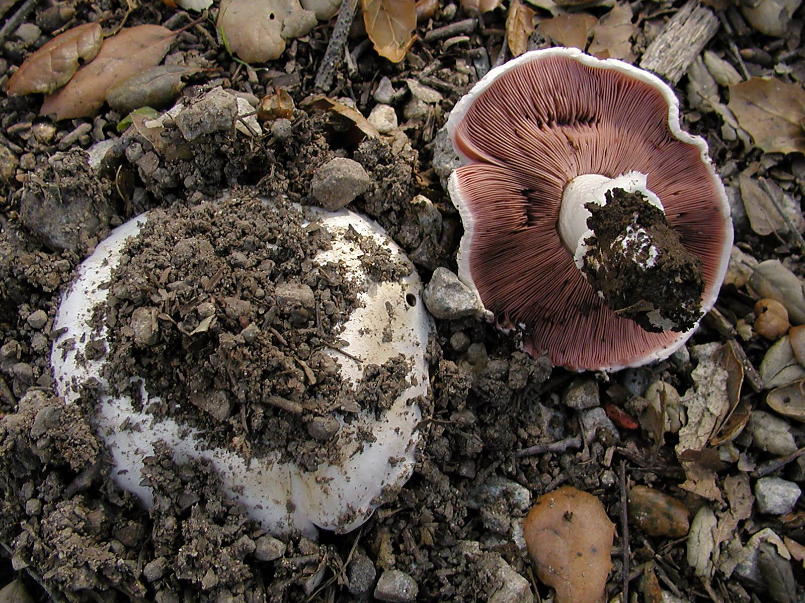 Шампиньон двуспоровый (agaricus bisporus) – грибы сибири