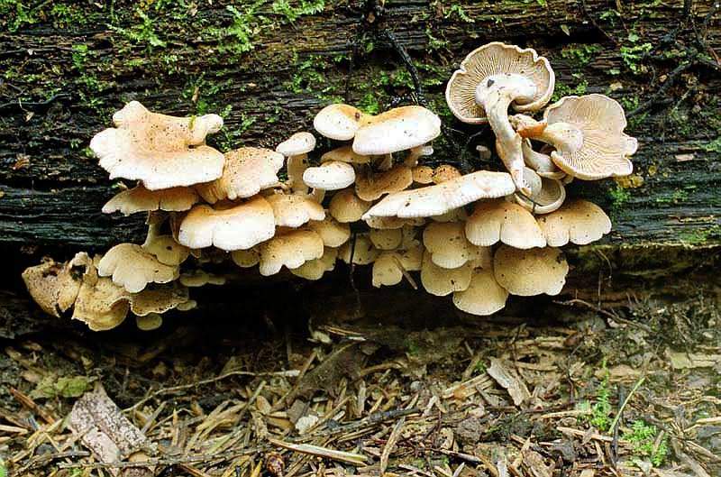 Вешенка осенняя — описание гриба, где растет, похожие виды, фото