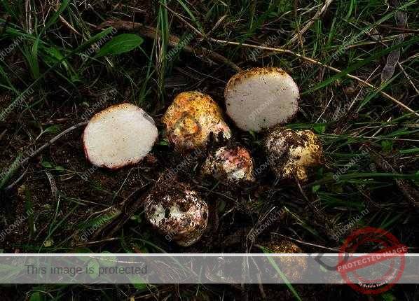 Ризопогон обычный (rhizopogon vulgaris). ризопогон обычный (rhizopogon vulgaris) как называется часть гриба под землей