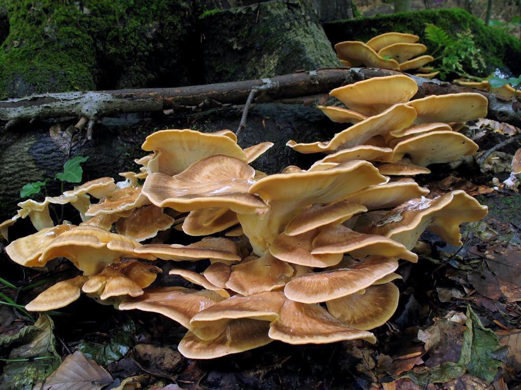 Трутовик серно-желтый: фото, описание и лечебные свойства гриба