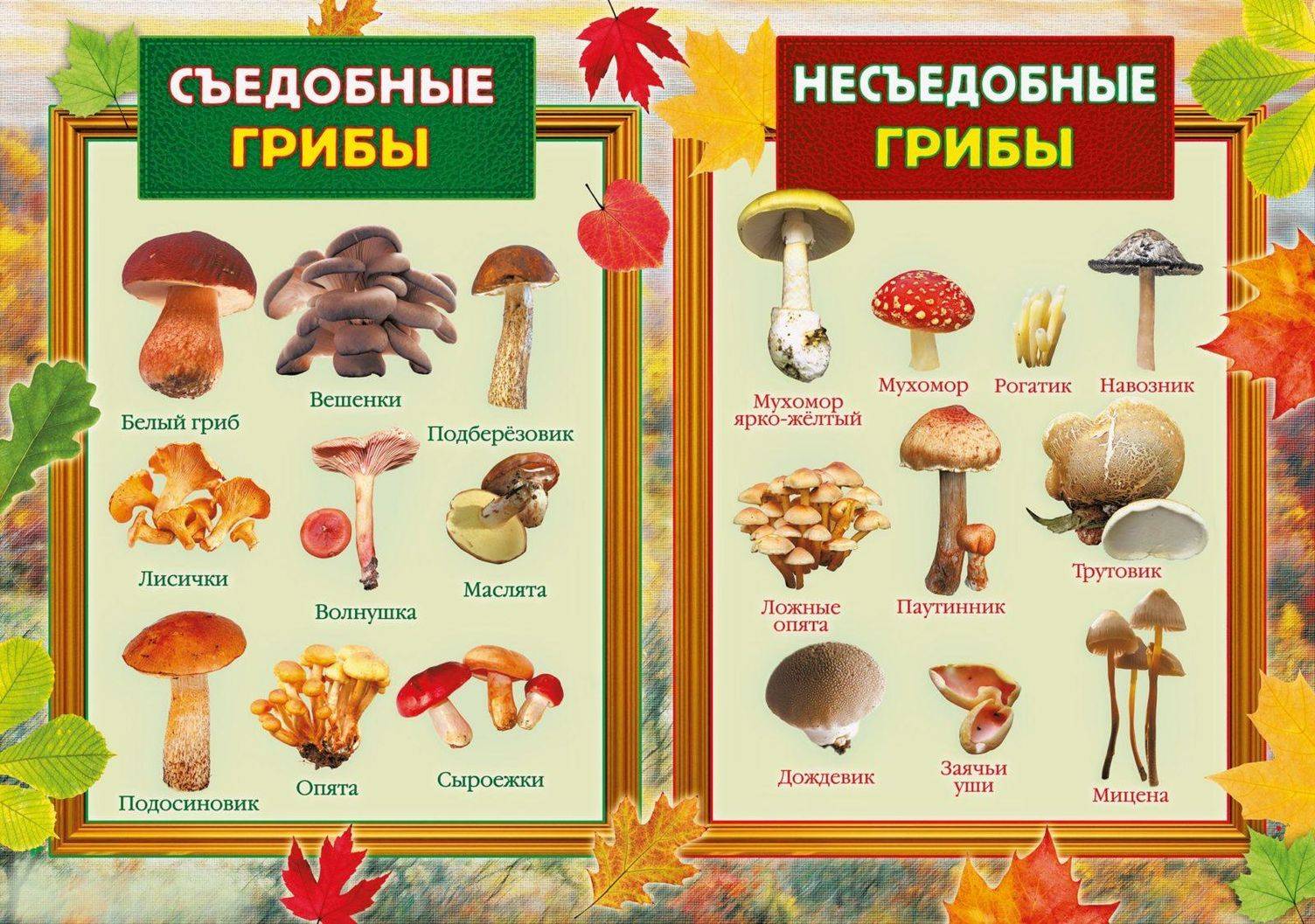 Весенние грибы — рассказываем, где и что собирать