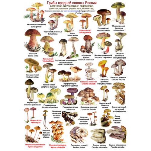 Солянка из свежих грибов с овощами