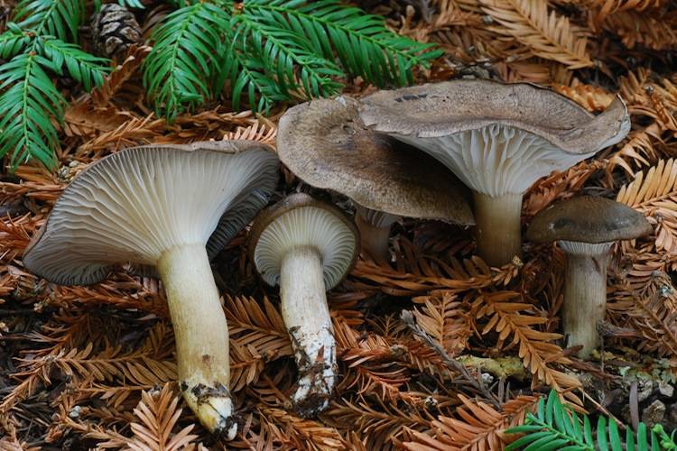 50 фото разных видов гриба «сластена», ? названия, описания, как отличить