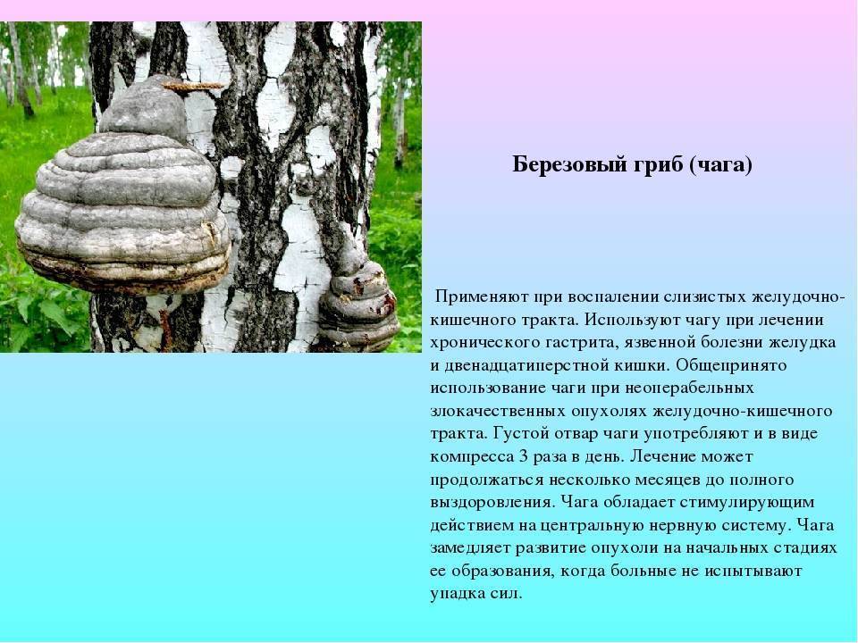 Трутовик берёзовый (черный древесный): лучший от 19 болезней